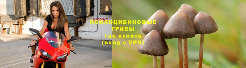 Галлюциногенные грибы Cubensis  ОМГ ОМГ ONION  Полтавская 